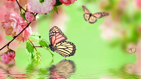 butterfly wallpaper for pc